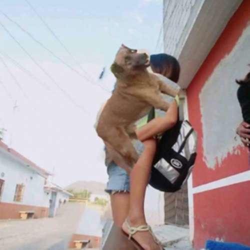pedindo ajuda na internet pra tirar o cachorro da foto