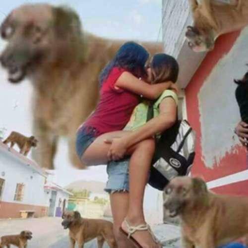 pedindo ajuda na internet pra tirar o cachorro da foto