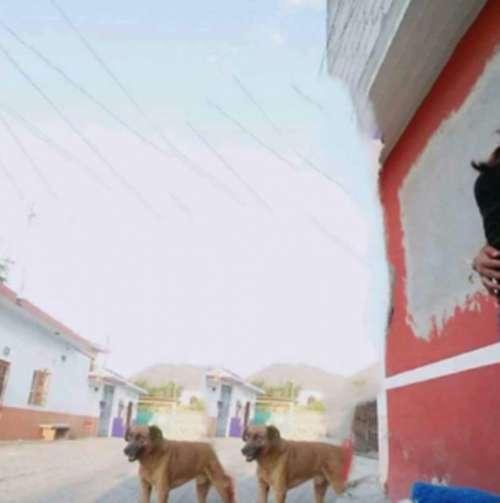 pedindo ajuda na internet pra tirar o cachorro da foto