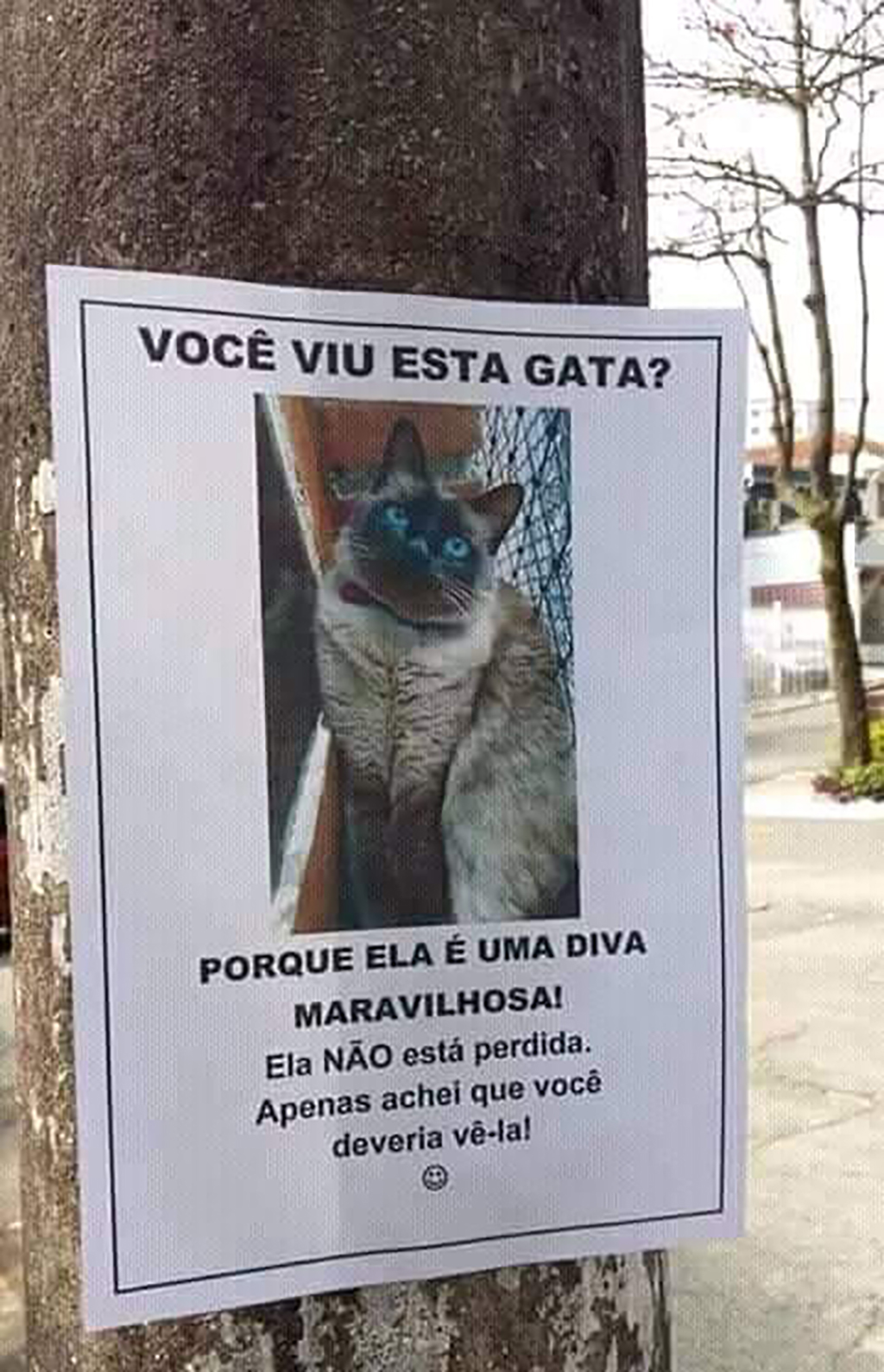 gata perdida
