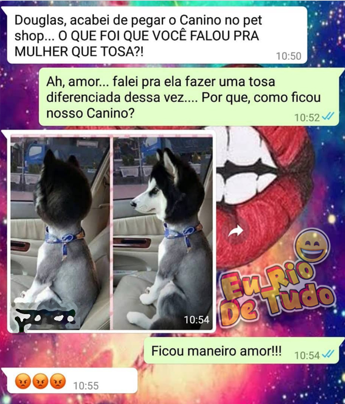 como tosar cachorro