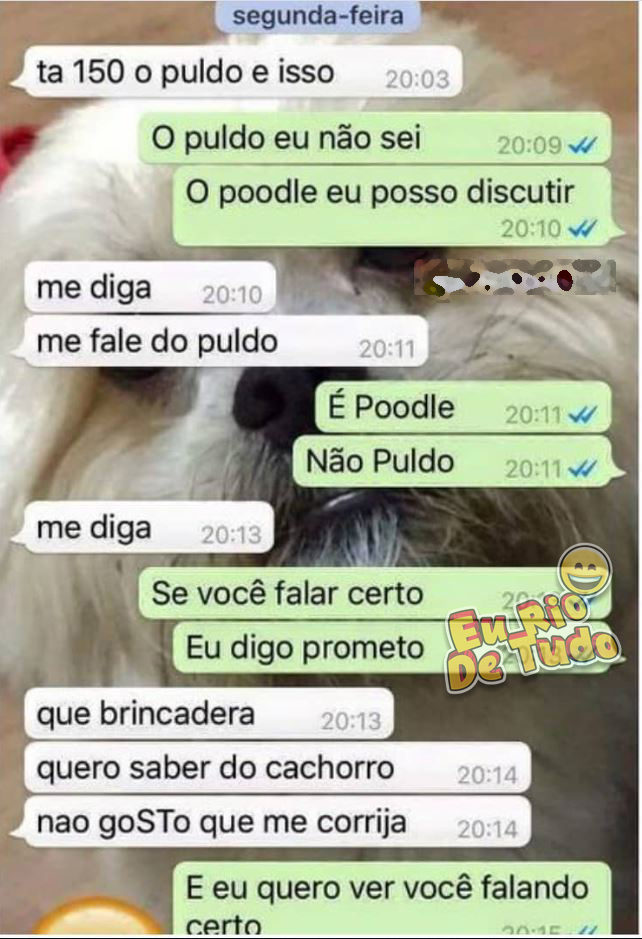 como comprar cachorro