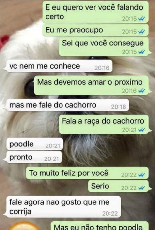 é poodle ou puldo