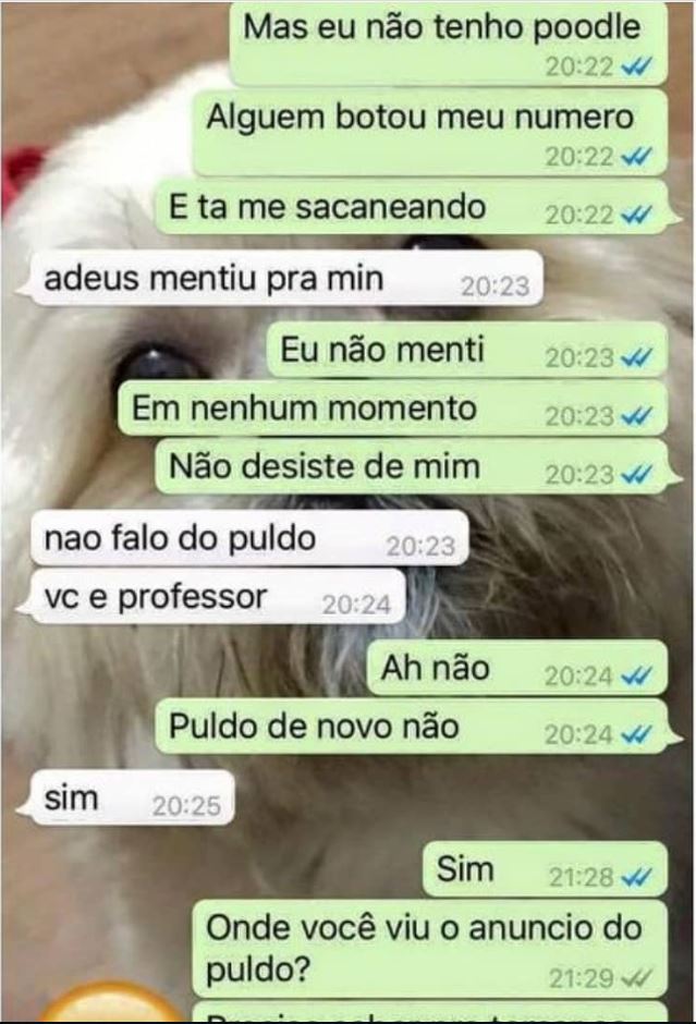 comprando poodle