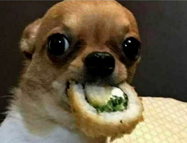 meme dieta cachorro