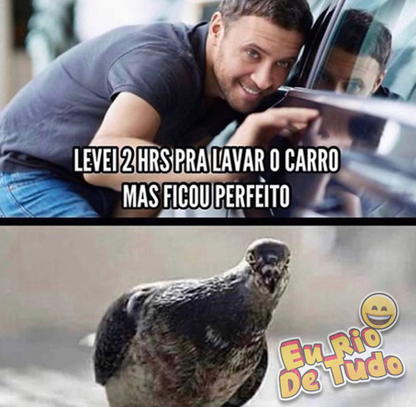 pombo olhando o carro lavado