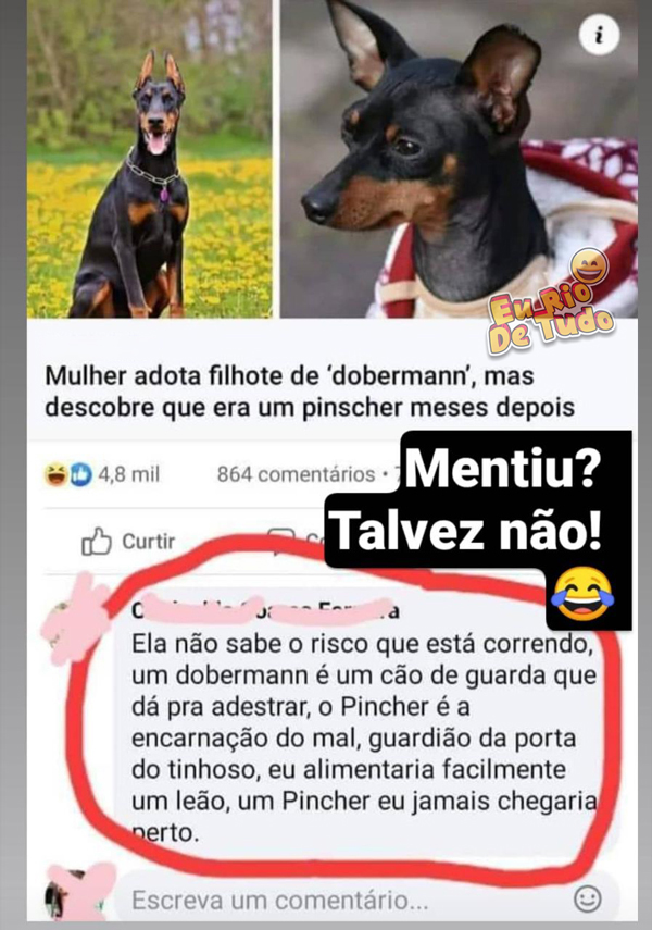 pinscher