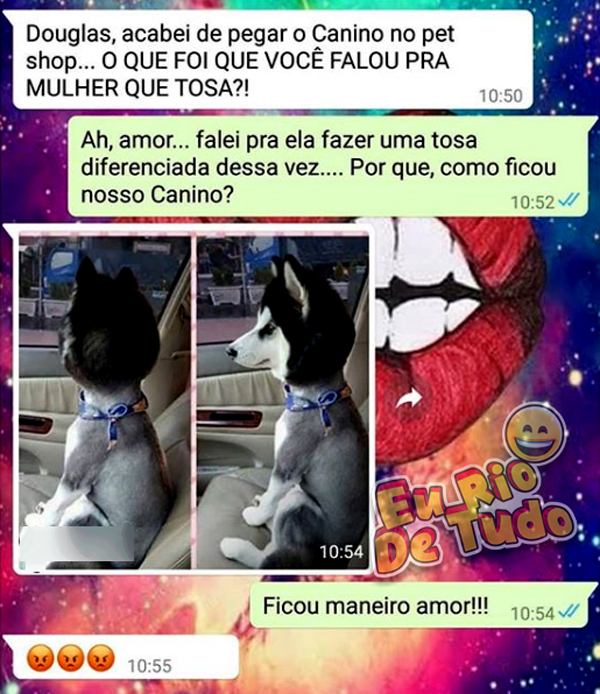 imagem mostrando que uma tosa diferenciada no cachorro