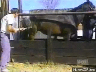 coice de cavalo
